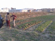 Imatge de l'horta comunitària a Santa Eugènia de Ter FOTO: XARXA