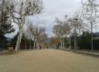 El passeig de la Garriga: plàtans de la Devesa de Girona? FOTO: JOAQUIM BOHIGAS