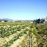 Una imatge d'arxiu de les hortes FOTO: TONI VILCHES