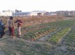 Imatge de l'horta comunitària a Santa Eugènia de Ter FOTO: XARXA
